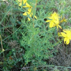 Photographie n°2196398 du taxon Hypericum perforatum L. [1753]
