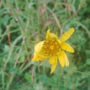 Photographie n°2196400 du taxon Tragopogon pratensis L. [1753]