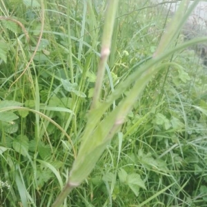 Photographie n°2196401 du taxon Tragopogon pratensis L. [1753]