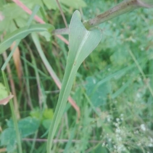 Photographie n°2196402 du taxon Tragopogon pratensis L. [1753]