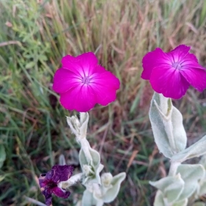 Photographie n°2196411 du taxon Lychnis coronaria (L.) Desr. [1792]