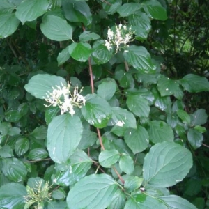 Photographie n°2196412 du taxon Cornus sanguinea L. [1753]