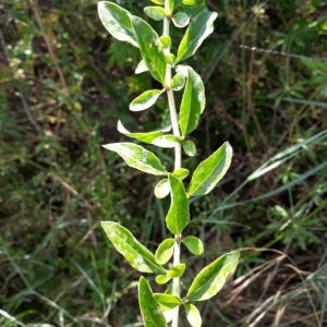 Photographie n°2196468 du taxon Punica granatum L. [1753]