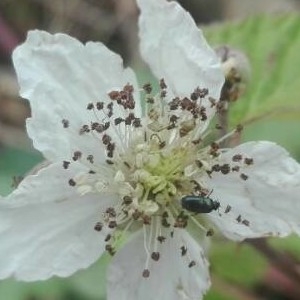 Photographie n°2196487 du taxon Rubus ulmifolius Schott [1818]