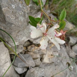 Photographie n°2196514 du taxon Rosa sempervirens L. [1753]