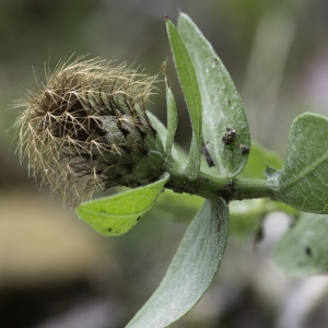 Photographie n°2196542 du taxon Centaurea pectinata L. [1763]