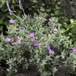 Photographie n°2196545 du taxon Cistus albidus L.