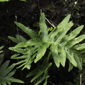 Photographie n°2196559 du taxon Polypodium cambricum L. [1753]