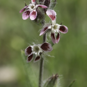 Photographie n°2196582 du taxon Silene gallica L.