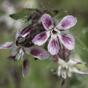 Photographie n°2196583 du taxon Silene gallica L.