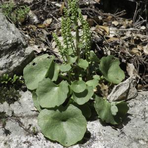 Photographie n°2196584 du taxon Umbilicus rupestris (Salisb.) Dandy