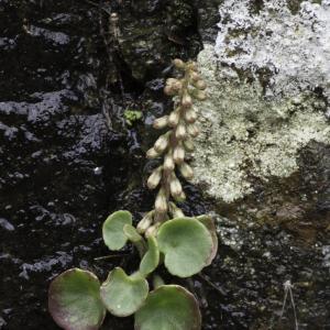 Photographie n°2196585 du taxon Umbilicus rupestris (Salisb.) Dandy