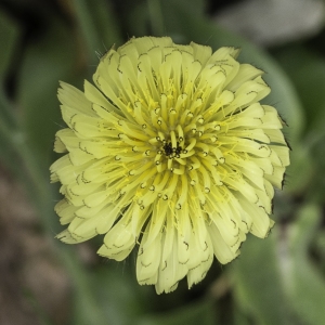 Photographie n°2196587 du taxon Urospermum dalechampii (L.) Scop. ex F.W.Schmidt