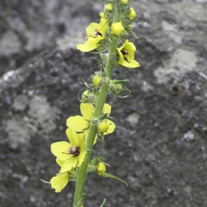 Photographie n°2196588 du taxon Verbascum virgatum Stokes [1787]