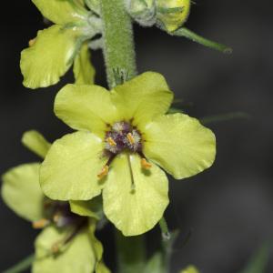 Photographie n°2196590 du taxon Verbascum virgatum Stokes [1787]