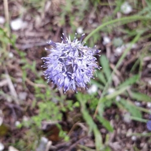 Photographie n°2196605 du taxon Globularia vulgaris L. [1753]