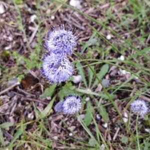 Photographie n°2196607 du taxon Globularia vulgaris L. [1753]