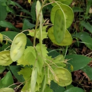 Photographie n°2196617 du taxon Lunaria annua L. [1753]