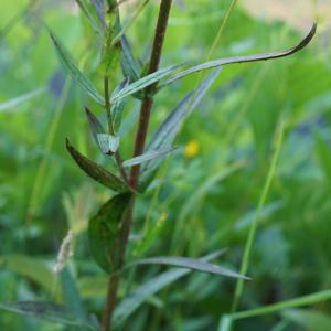 Photographie n°2196705 du taxon Lythrum salicaria L.