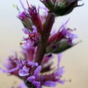 Photographie n°2196710 du taxon Lythrum salicaria L.