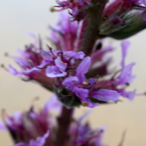 Photographie n°2196711 du taxon Lythrum salicaria L.