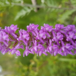 Photographie n°2196756 du taxon Gymnadenia conopsea (L.) R.Br.