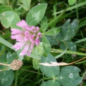 Photographie n°2196769 du taxon Trifolium pratense L. [1753]