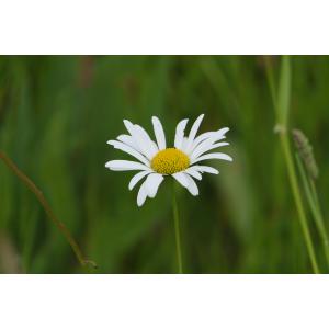 Leucanthemum ircutianum DC. (Marguerite)