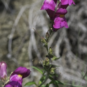 Photographie n°2196812 du taxon Antirrhinum majus L.