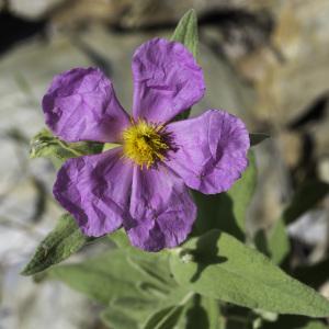 Photographie n°2196826 du taxon Cistus albidus L.