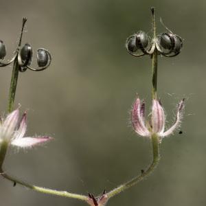 Photographie n°2196866 du taxon Geranium rotundifolium L.