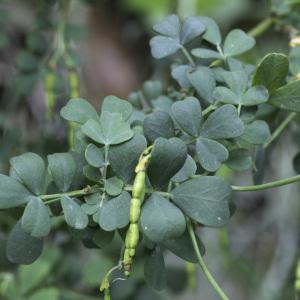 Photographie n°2196876 du taxon Coronilla glauca L.