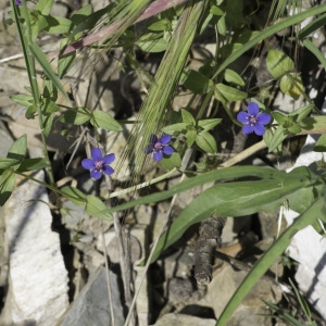 Photographie n°2196881 du taxon Lysimachia foemina (Mill.) U.Manns & Anderb.