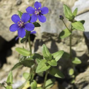 Photographie n°2196882 du taxon Lysimachia foemina (Mill.) U.Manns & Anderb.