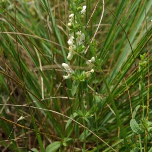 Photographie n°2196910 du taxon Stachys recta L.