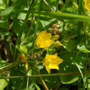 Photographie n°2196929 du taxon Lysimachia nummularia L. [1753]