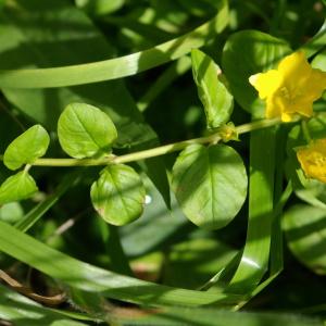 Photographie n°2196935 du taxon Lysimachia nummularia L. [1753]