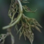  Liliane Roubaudi - Utricularia australis R.Br. [1810]