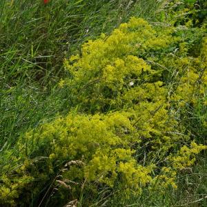 Photographie n°2196950 du taxon Galium verum L. [1753]