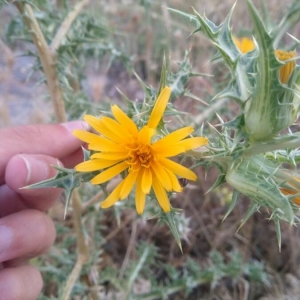 Photographie n°2197029 du taxon Scolymus hispanicus L. [1753]