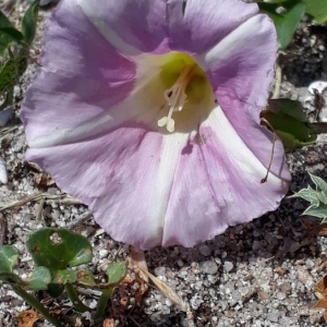 Photographie n°2197085 du taxon Convolvulus soldanella L. [1753]