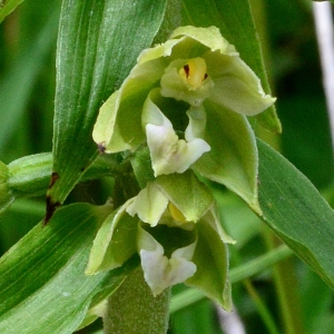 Photographie n°2197104 du taxon Epipactis rhodanensis Gévaudan & Robatsch [1994]