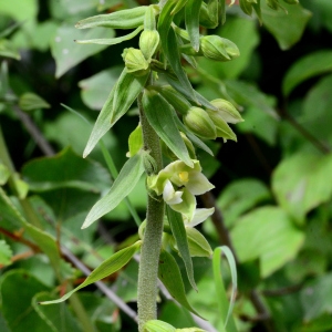 Photographie n°2197105 du taxon Epipactis rhodanensis Gévaudan & Robatsch [1994]