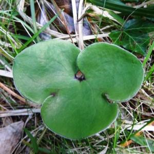 Photographie n°2197147 du taxon Anemone hepatica L.