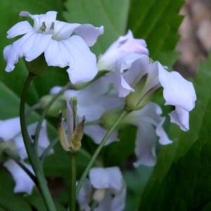 Photographie n°2197155 du taxon Cardamine heptaphylla (Vill.) O.E.Schulz