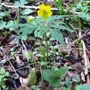 Photographie n°2197187 du taxon Anemone ranunculoides subsp. ranunculoides 