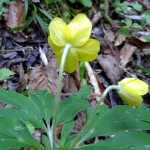 Photographie n°2197190 du taxon Anemone ranunculoides subsp. ranunculoides 