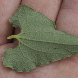 Photographie n°2197213 du taxon Aristolochia pistolochia L. [1753]