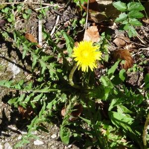 Photographie n°2197222 du taxon Taraxacum officinale F.H.Wigg. [1780]