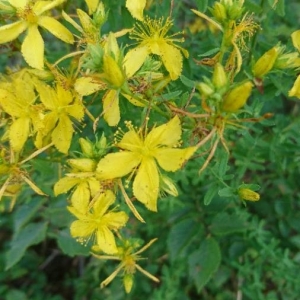 Photographie n°2197241 du taxon Hypericum perforatum L. [1753]